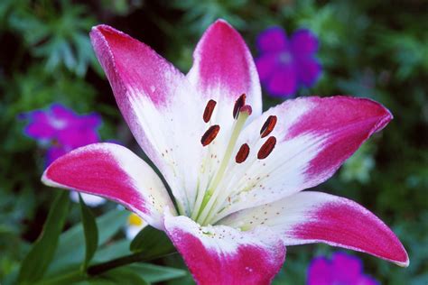 14 Recommended Lily Varieties For Your Garden 14 Recommended Lily Varieties For Your Garden