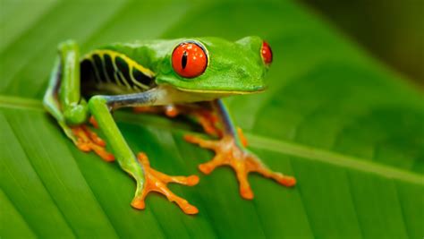 18 Tropical Rainforest Animals You Should Know Howstuffworks 18 Tropical Rainforest Animals You Should Know Howstuffworks