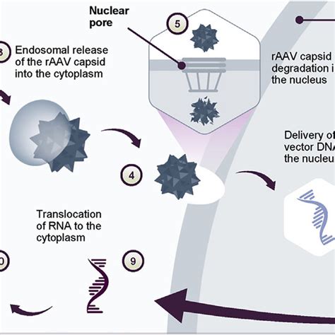 Aav Gene Therapy