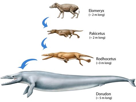 Animal Evolution Examples
