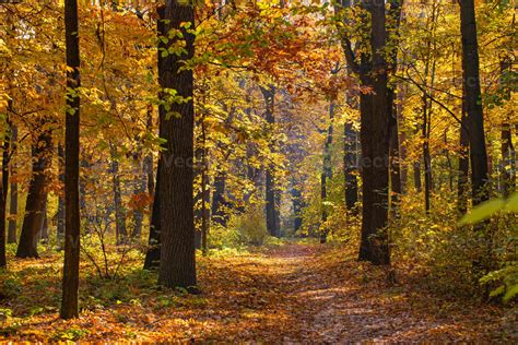 Beautiful Trail In Autumn Forest Sunshine Through The Trees Autumn