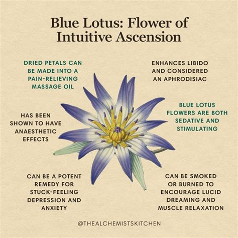 Blue Lotus Flower Uses Benefits And Safety Blue Lotus Flower Uses Benefits And Safety