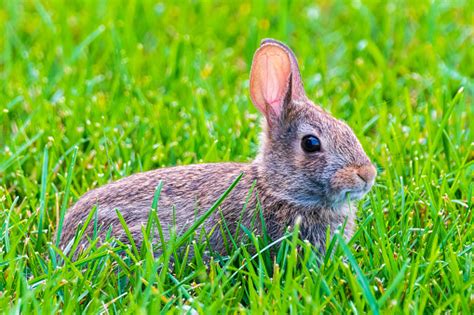 Bunny W Trawy Zdj Cia Stockowe I Wi Cej Obraz W Bez Ludzi Bez Ludzi