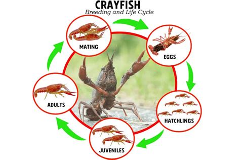 Crawfish Biology The Fish Site Crawfish Biology The Fish Site