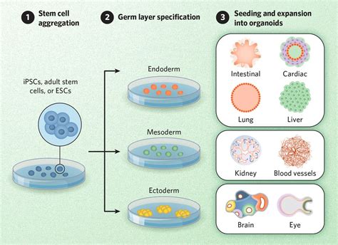 New Findings: Crispy Making Organoids Yield Twofold Efficiency Gain