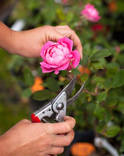 Early June Pruning Tips Minnesota Southview Design Blog