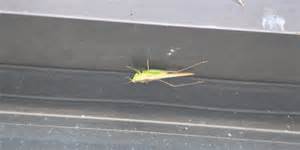Entomologist Discusses The Increase Of Grasshoppers In Fall Entomologist Discusses The Increase Of Grasshoppers In Fall