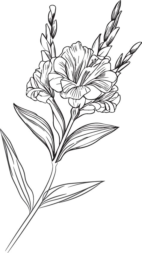 Gladiolus Drawing Tattoo