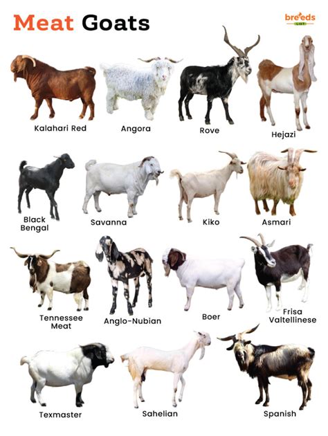 Goat Meat Boom Farmers Golden Opportunity In 2025 There Is A Booming Demand For Meat Goats