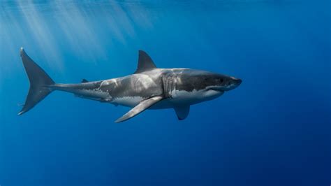 Great White Shark Photo By Denis Scott Shark Pictures Shark Photos