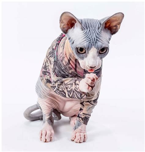 Hairless Cat With Tattoos