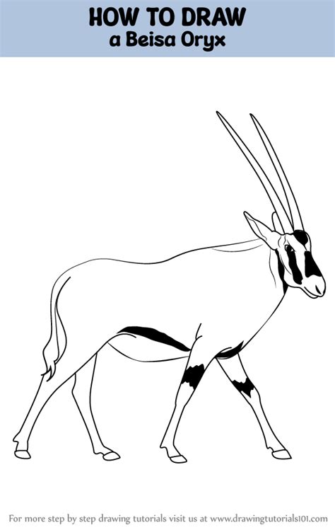How To Draw A Beisa Oryx