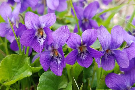 How To Grow Violets Bbc Gardeners World Magazine How To Grow Violets Bbc Gardeners World Magazine