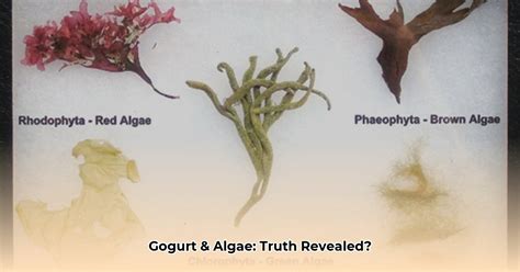 7 Ways To Check: Is Gogurt Algae