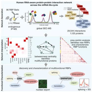 Large Scale Map Of Rna Binding Protein Interactomes Across The Mrna Life Cycle Sciencedirect Large Scale Map Of Rna Binding Protein Interactomes Across The Mrna Life Cycle Sciencedirect