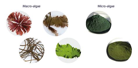 Names Of Algea In Food Vs. Common Algae In Cuisine