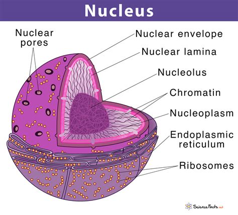 Memory Core: A Solar Analogy For The Nucleus Idea Of Remembering