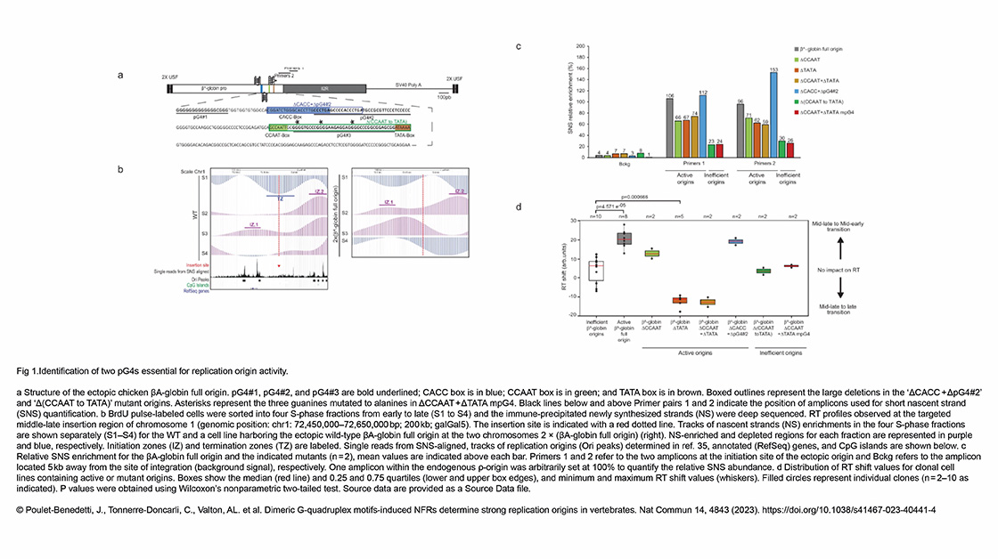 Pdf Dimeric G Quadruplex Motifs Induced Nfrs Determine Strong