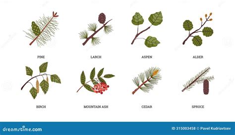 Plants In A Snow Forest: Adaptive Strategies And Seasonal Resilience