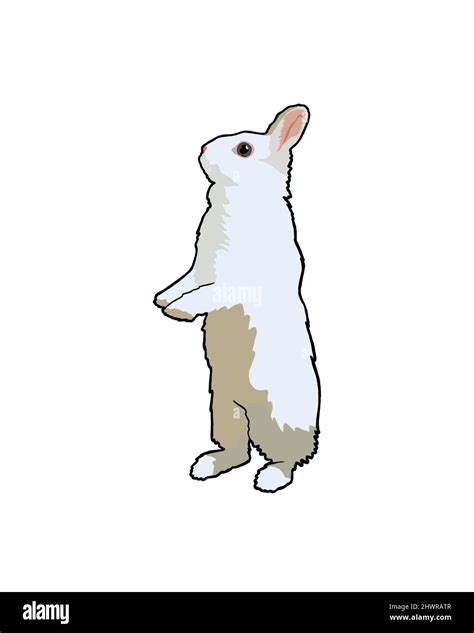 Rabbit Standing On Hind Legs Cut Out Stock Images Pictures Alamy