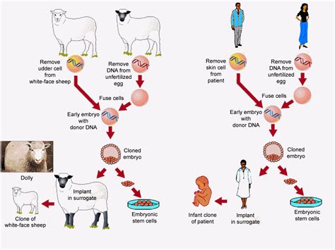 Recent Developments In Cell Cloning Vs Regenerative Medicine