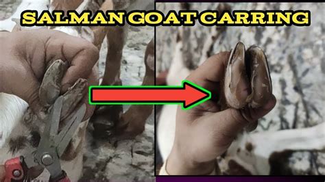 Recommendations Goat Nails