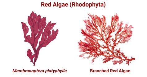 Red Algae Characteristics Structure Reproduction And Examples