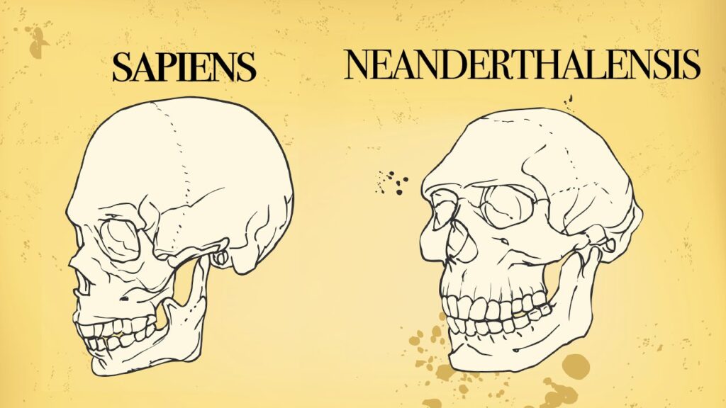 Review The Different Adaptive Trajectories In Neanderthals And Homo Sapiens And Their Implications For Contemporary Human Physiological Variation Sciencedirect
