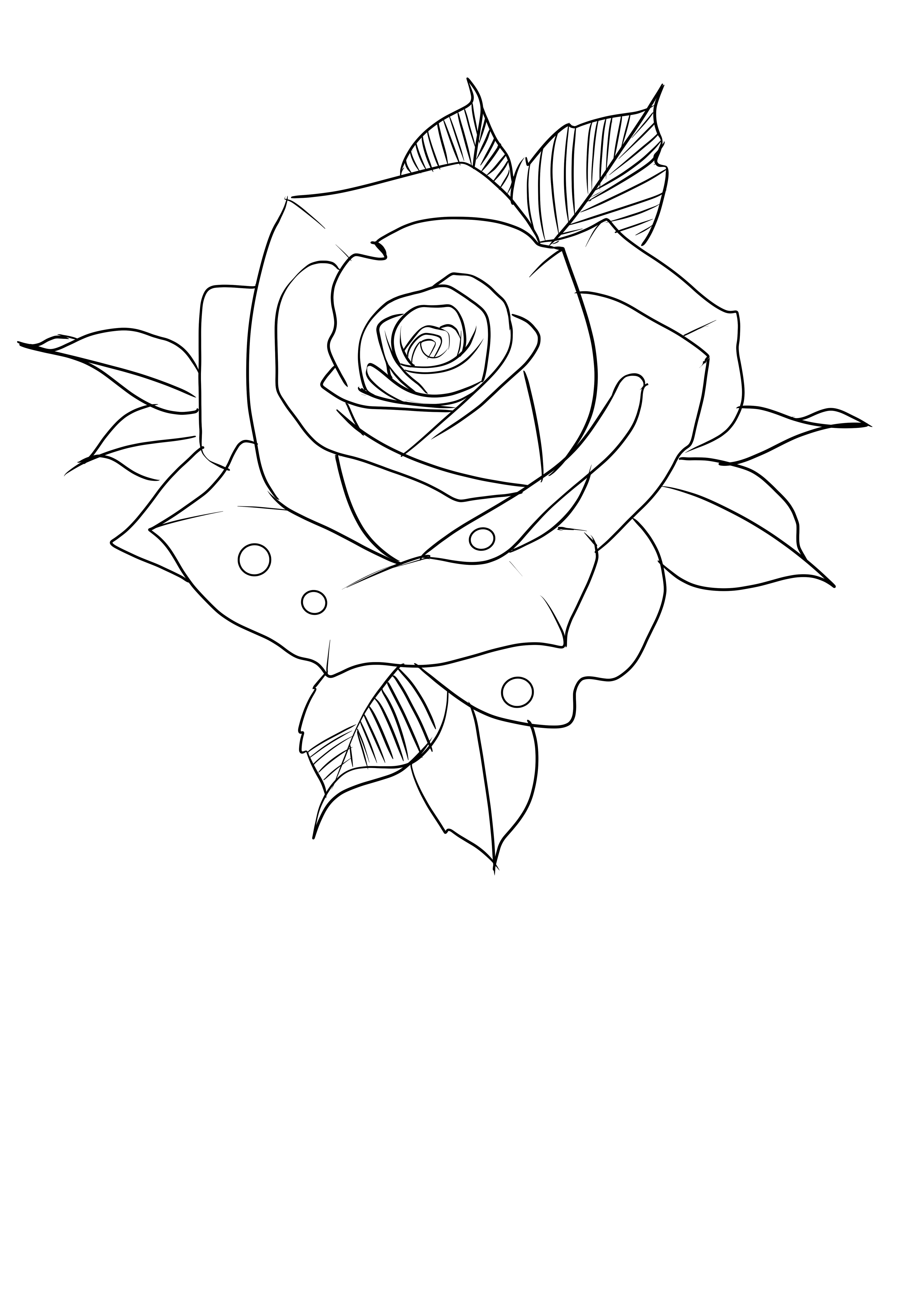 Rose Tattoo Design Outline Rose Tattoo Design Outline