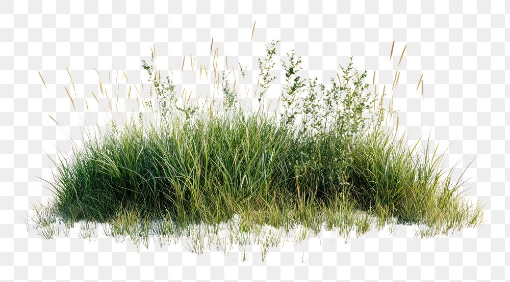 Spatial Dynamics And Drivers Of Recent Changes In Grass And Shrub Cover In Submontane Grassland Plant Communities Community Ecology