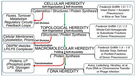 The Transformation Experiment Of Frederick Griffith I Its Narrowing And Potential For The Creation Of Novel Microorganisms The Transformation Experiment Of Frederick Griffith I Its Narrowing And Potential For The Creation Of Novel Microorganisms