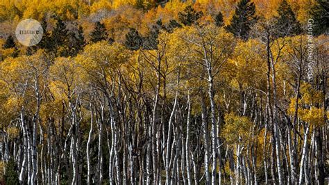The World S Oldest Tree Genetic Analysis Traces Evolution Of Iconic Pando Forest