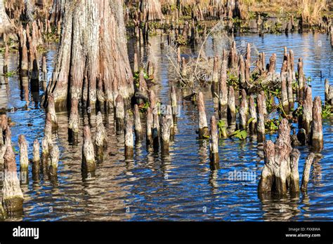 Origin Of To Hear The Cypress Knees: Southern Folklore Phrase