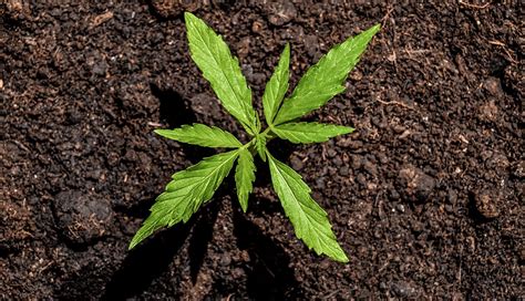 Us Cannabis Investing An Overview Cfa Institute Enterprising Investor