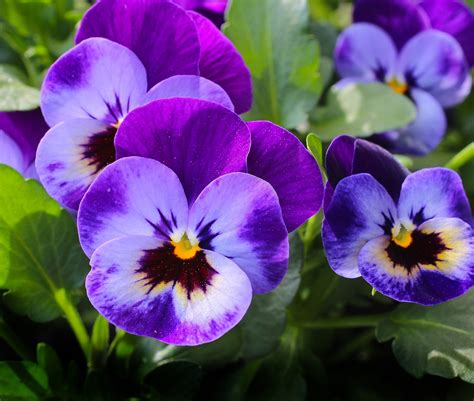 Violet Flower Pansy Violet Flower On The Earth 24736 Violet Flower Pansy Violet Flower On The Earth 24736