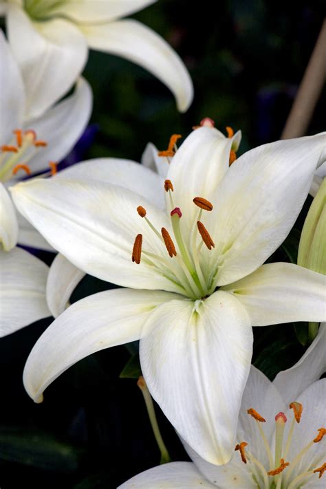 White Lily Flowers Free Stock Photo Public Domain Pictures White Lily Flowers Free Stock Photo Public Domain Pictures
